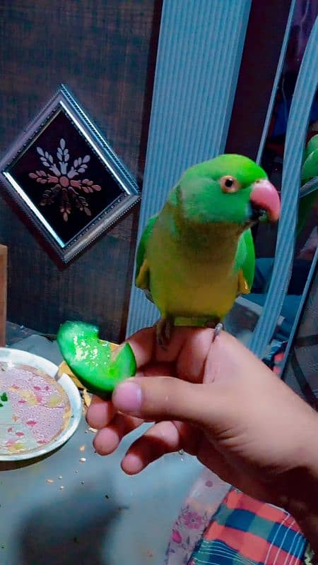 green parrot fully friendly 3