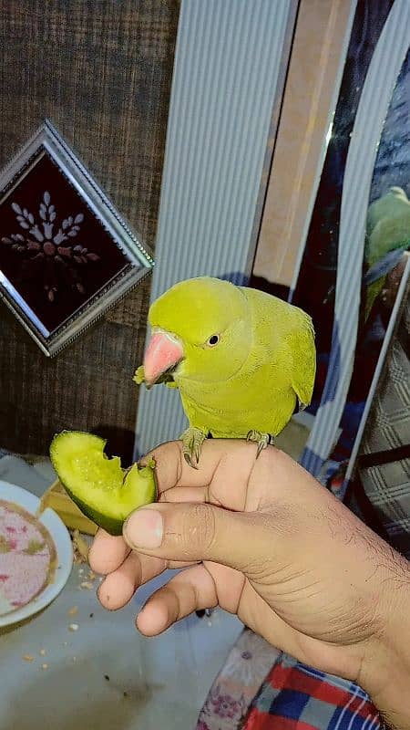 green parrot fully friendly 4