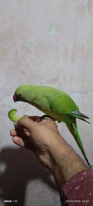 green parrot fully friendly 6