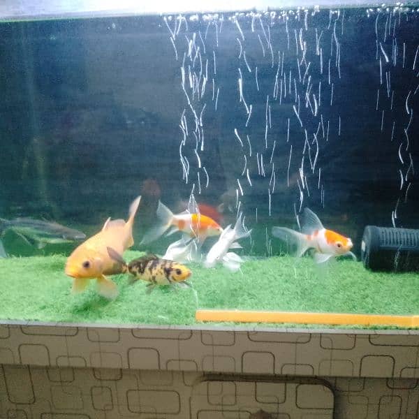 Fish And Tank For Sale 1