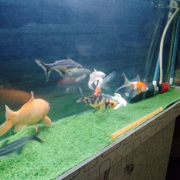 Fish And Tank For Sale 2