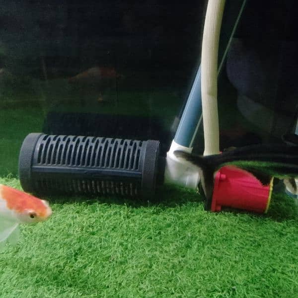 Fish And Tank For Sale 5