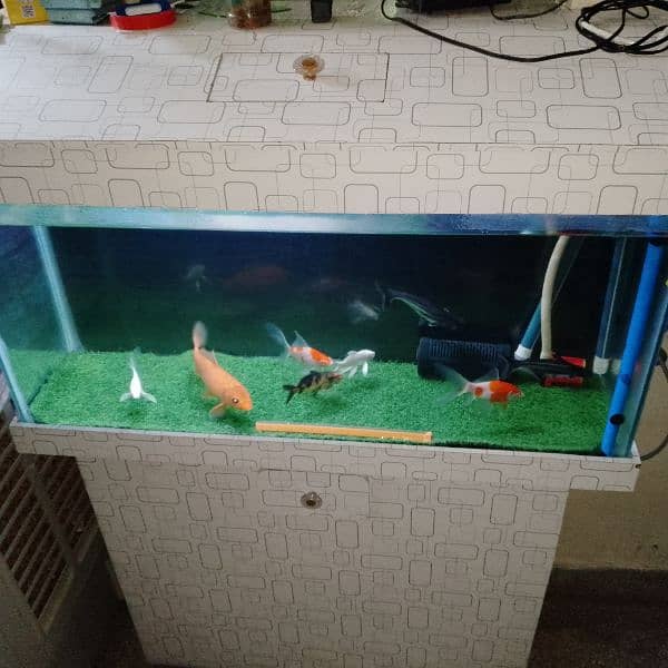 Fish And Tank For Sale 7