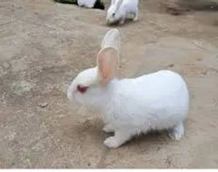 Rabbits chicks for sale 0