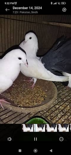 Red tail & black tail available for sale