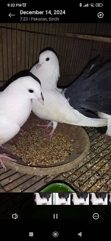 Red tail & black tail available for sale 0