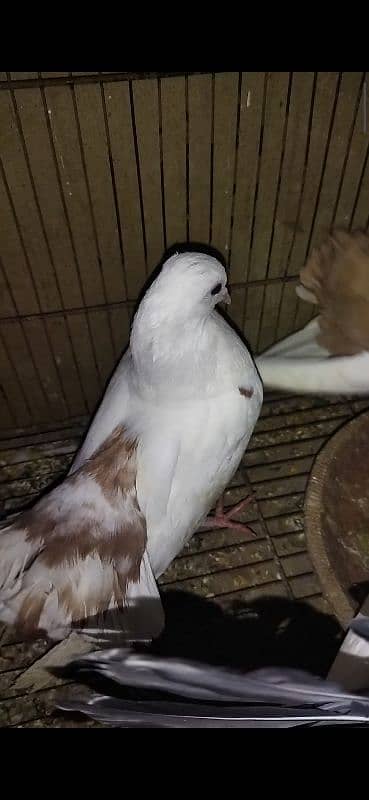 Red tail & black tail available for sale 1