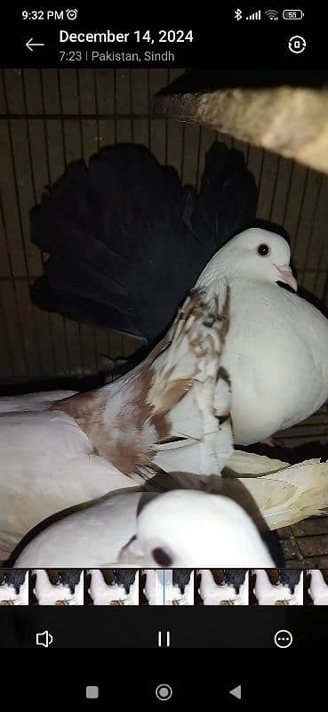 Red tail & black tail available for sale 2