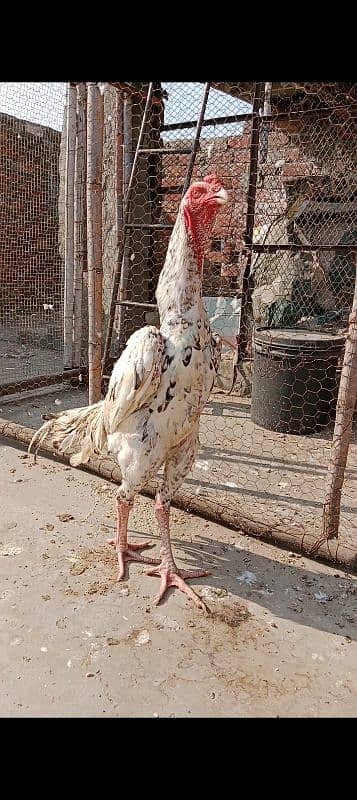 pure Shamo aseel perrot bird 03019725525 whatsapp 1