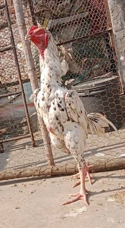 pure Shamo aseel perrot bird 03019725525 whatsapp 2