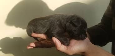 Start Booking: Labrador Pupps: 8 Adorable Puppies Ready for New Homes!