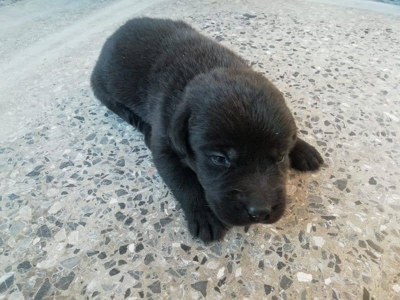 Start Booking: Labrador Pupps: 8 Adorable Puppies Ready for New Homes! 3