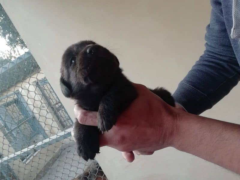 Start Booking: Labrador Pupps: 8 Adorable Puppies Ready for New Homes! 4