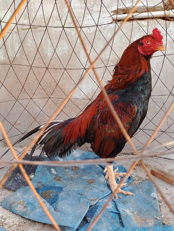 porani breed ka kana breeder available 0