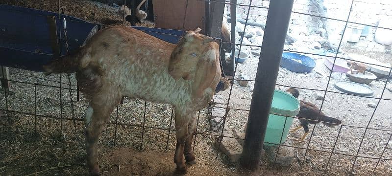 2 bakre for sale munh se fresh dhundhe age 12 12 mah 12