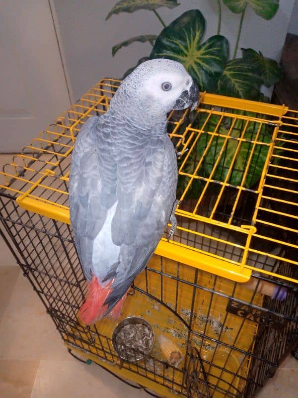 Gray parrot for sale 0