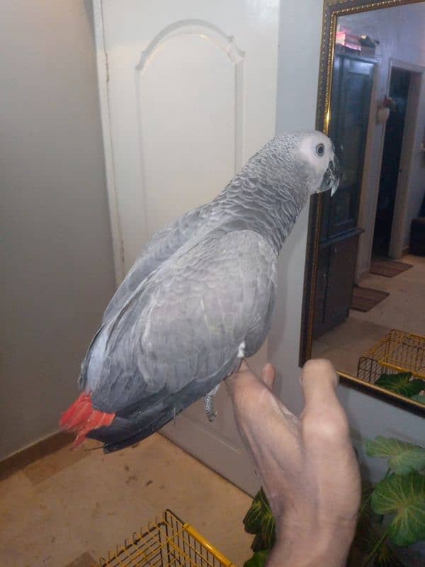 Gray parrot for sale 1