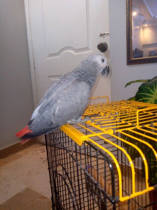 Gray parrot for sale 2