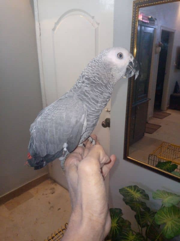 Gray parrot for sale 3