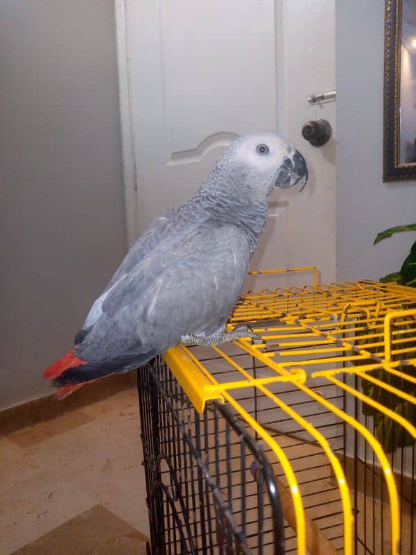 Gray parrot for sale 4