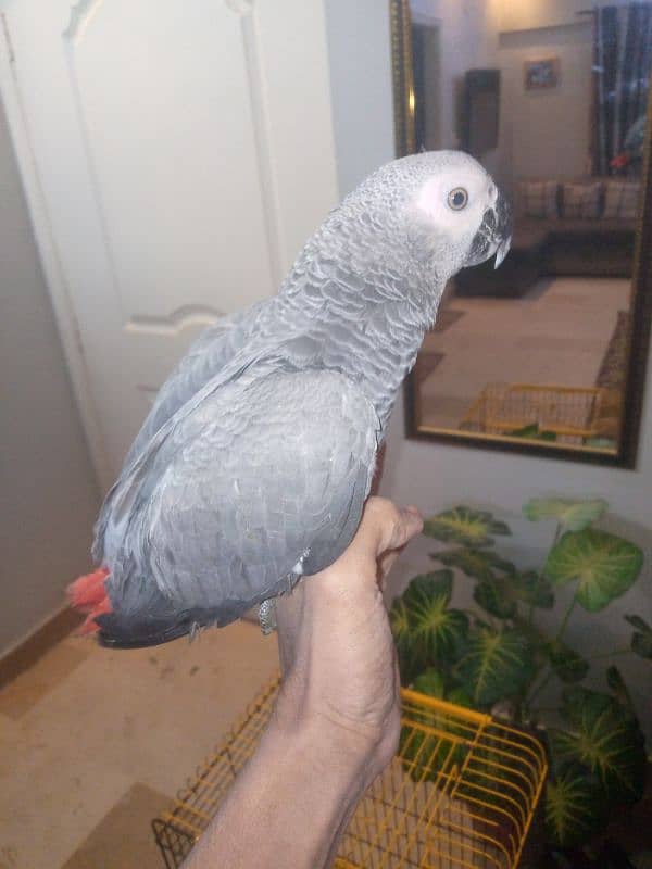 Gray parrot for sale 5