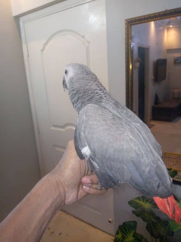 Gray parrot for sale 6