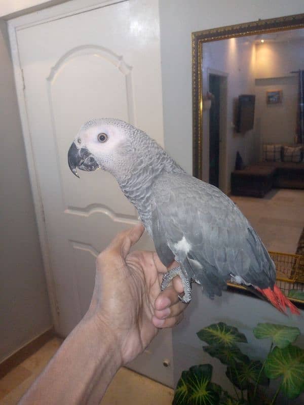 Gray parrot for sale 7