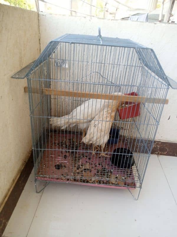 cage for birds and other animals 0