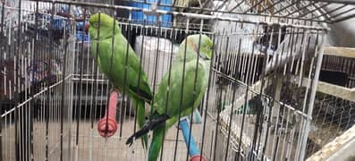 Green parrot