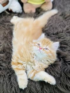 Persian Kittens Male / Female Both Available