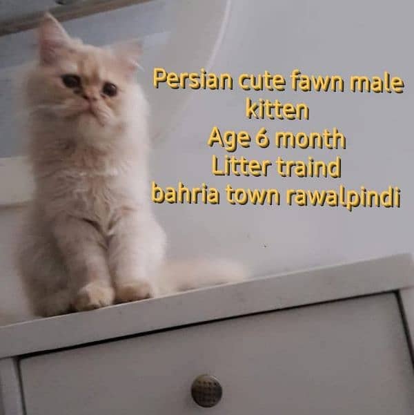 Persian cute fawn male kitten 0