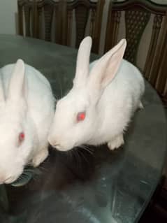 2 female rabbits for sale