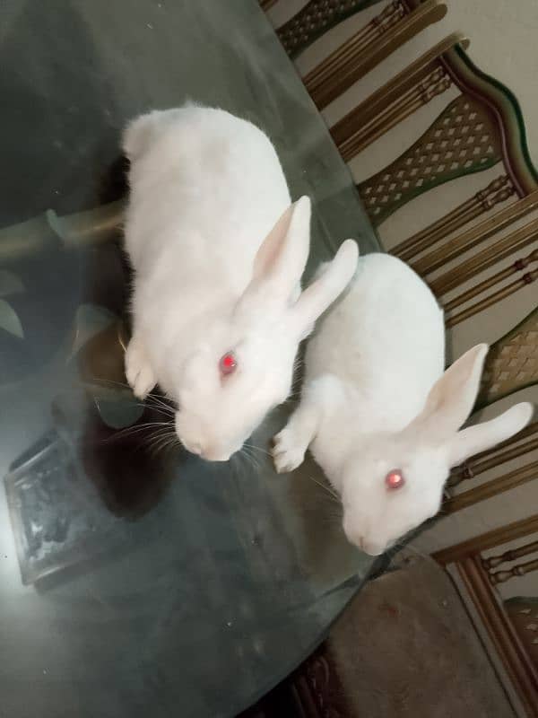 2 female rabbits for sale 1