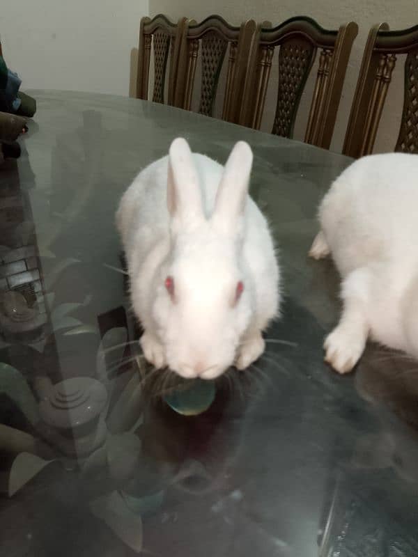 2 female rabbits for sale 2