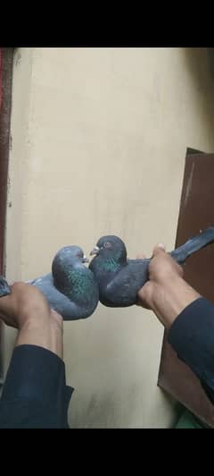 High quality pigeon pair for sale