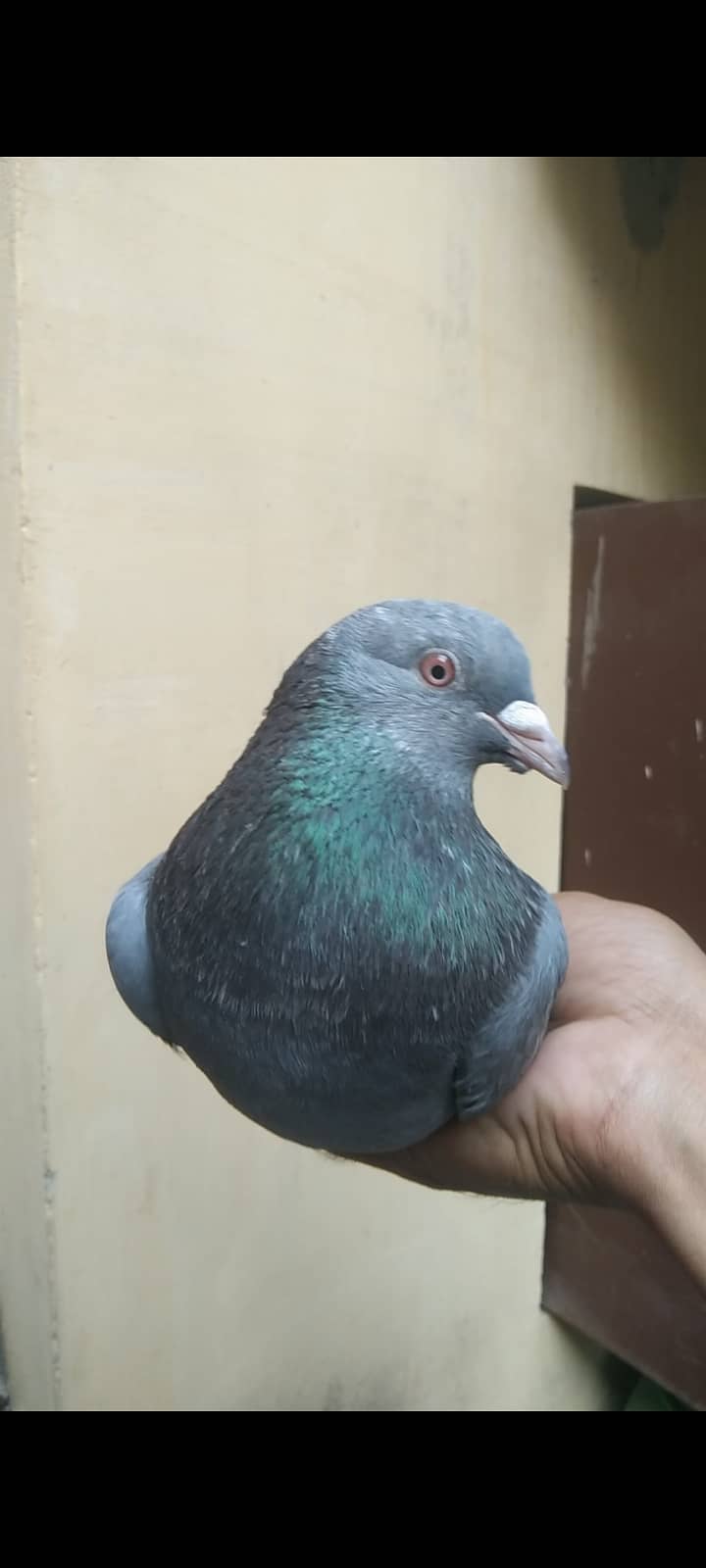 High quality pigeon pair for sale 1