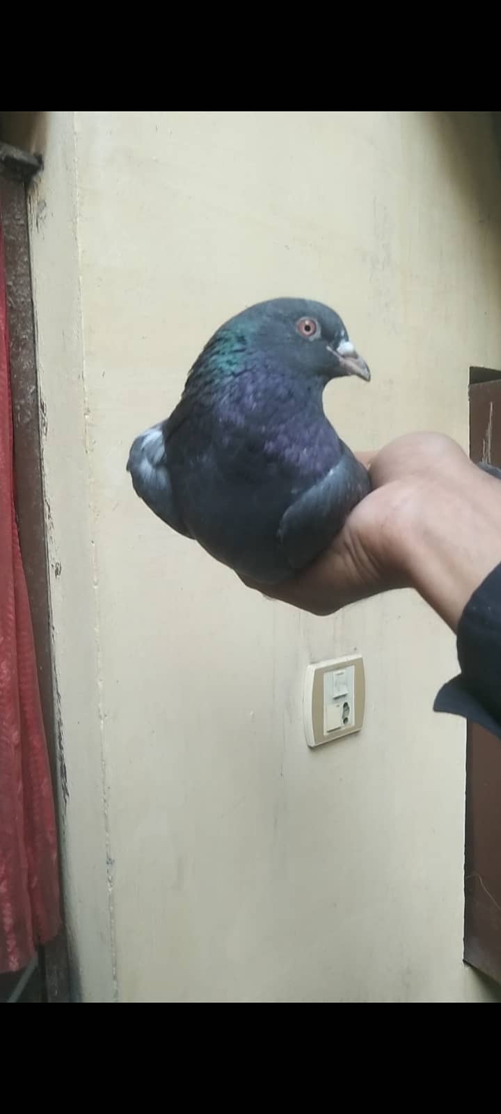 High quality pigeon pair for sale 2