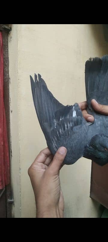 High quality pigeon pair for sale 3