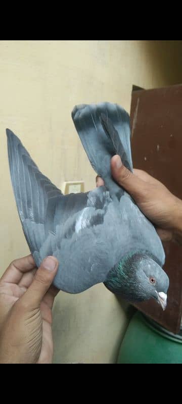 High quality pigeon pair for sale 4