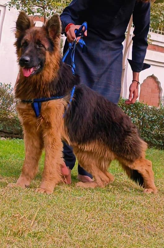 German shepherd long coat available for sale 0