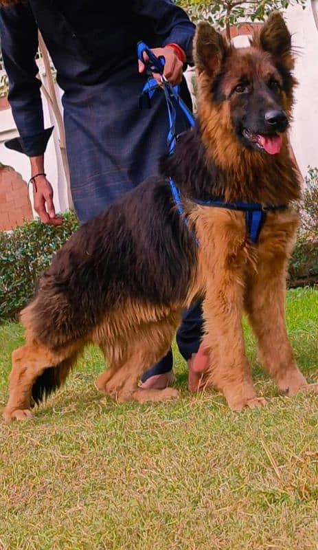 German shepherd long coat available for sale 1