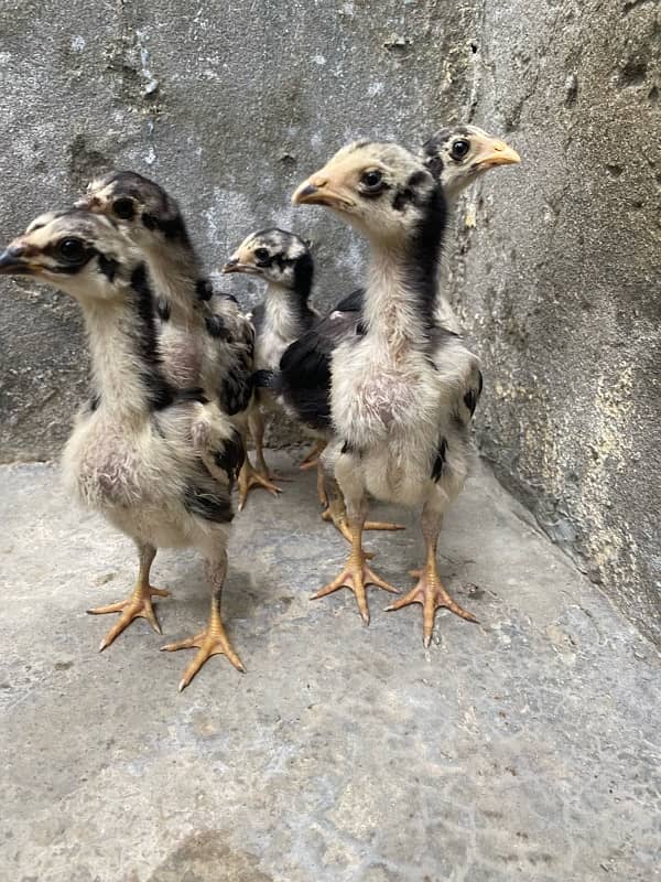 Thai aseel chicks 2