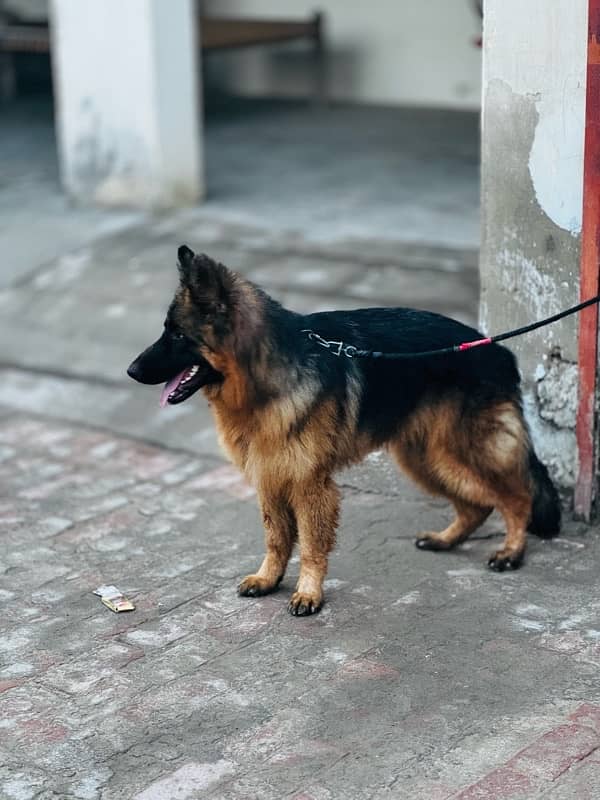 German Shepherd Long/Double Coat 1