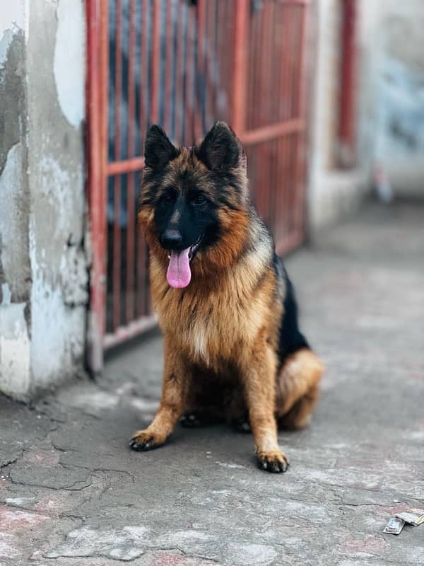 German Shepherd Long/Double Coat 3