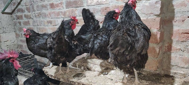 Australorp F1 Egg Laying 1