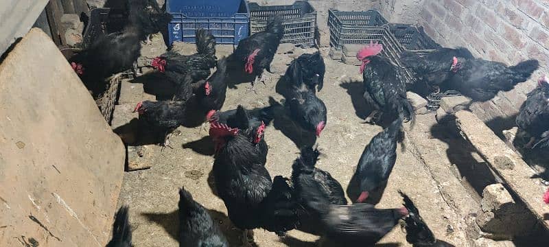 Australorp F1 Egg Laying 2