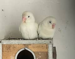 Albino BE Lovebirds and Common White Cocktail