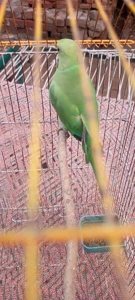 spilt fawn ready to breed jawa and ringneck male for sale 6