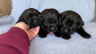 Lab puppies brown and black