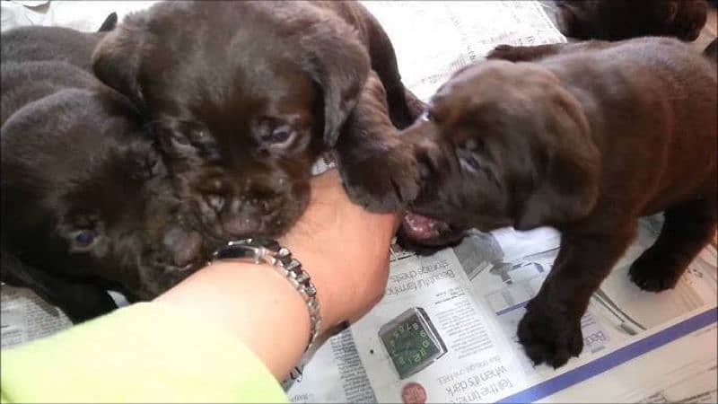 Lab puppies brown and black 1